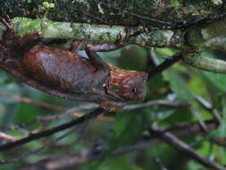 Image of chameleon forest dragon