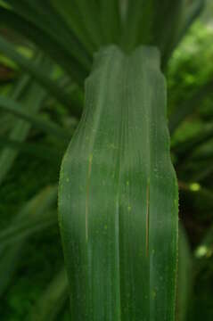 Image of Pandanus eydouxia Balf. fil.