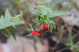 Image of Mickey Mouse plant