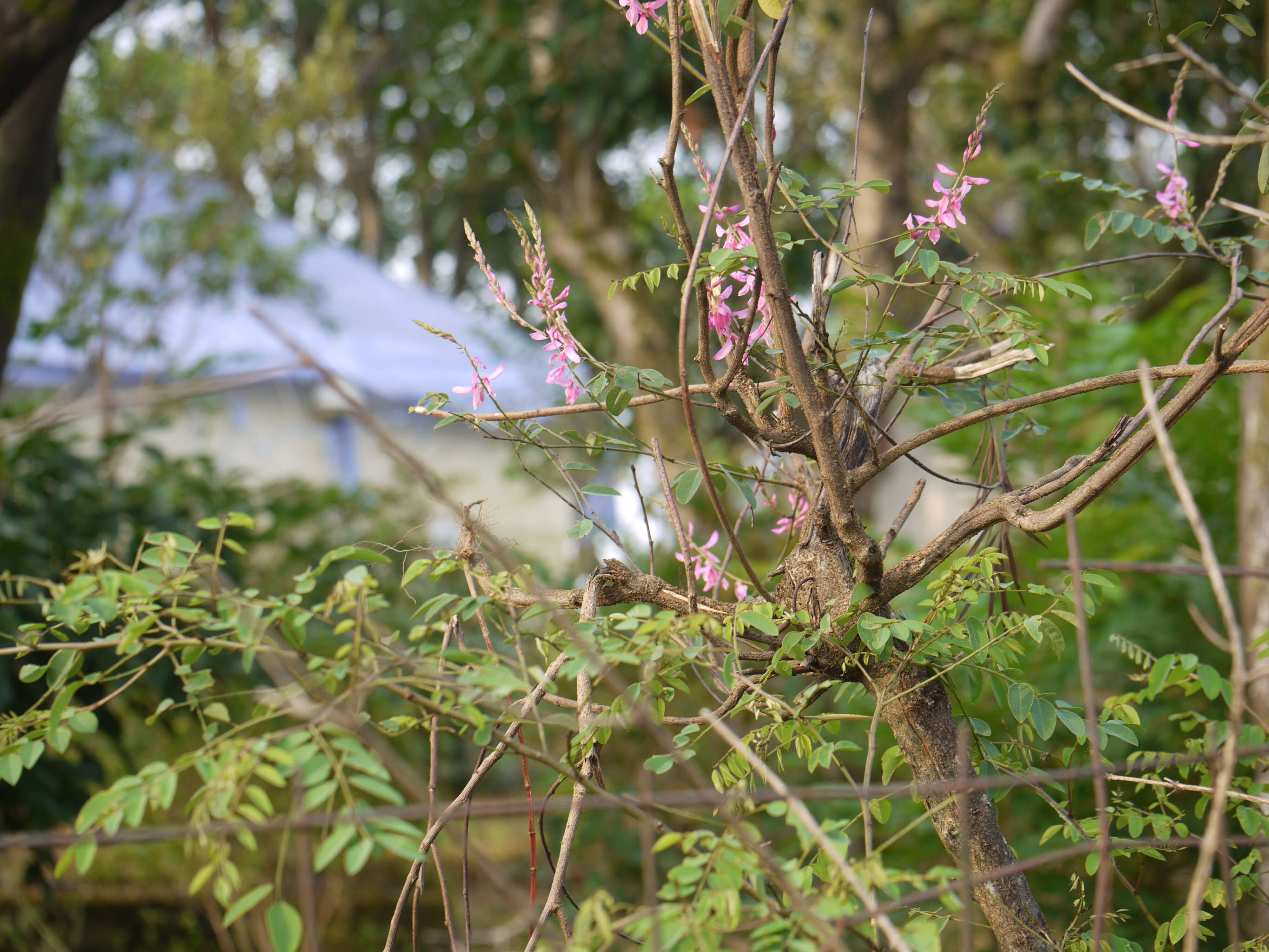 Plancia ëd Indigofera cassioides DC.