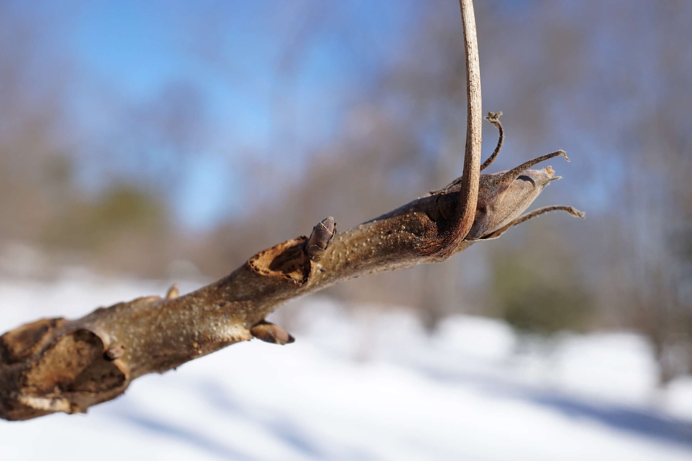 Image of shellbark hickory