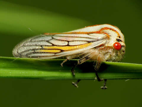 Image of Platycotis (Platycotis) vittatus Fabricius