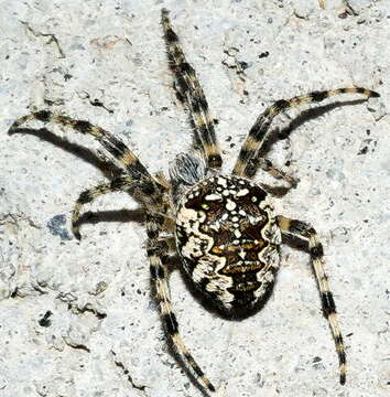 Image of Garden spider