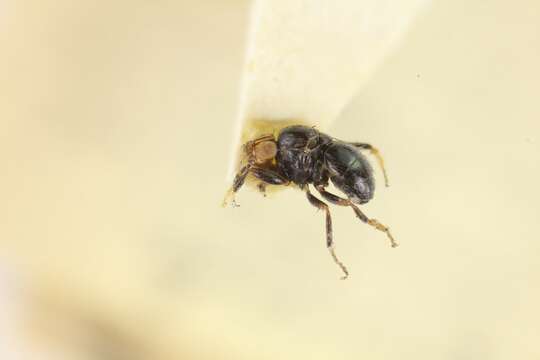 Image of lesser dung flies