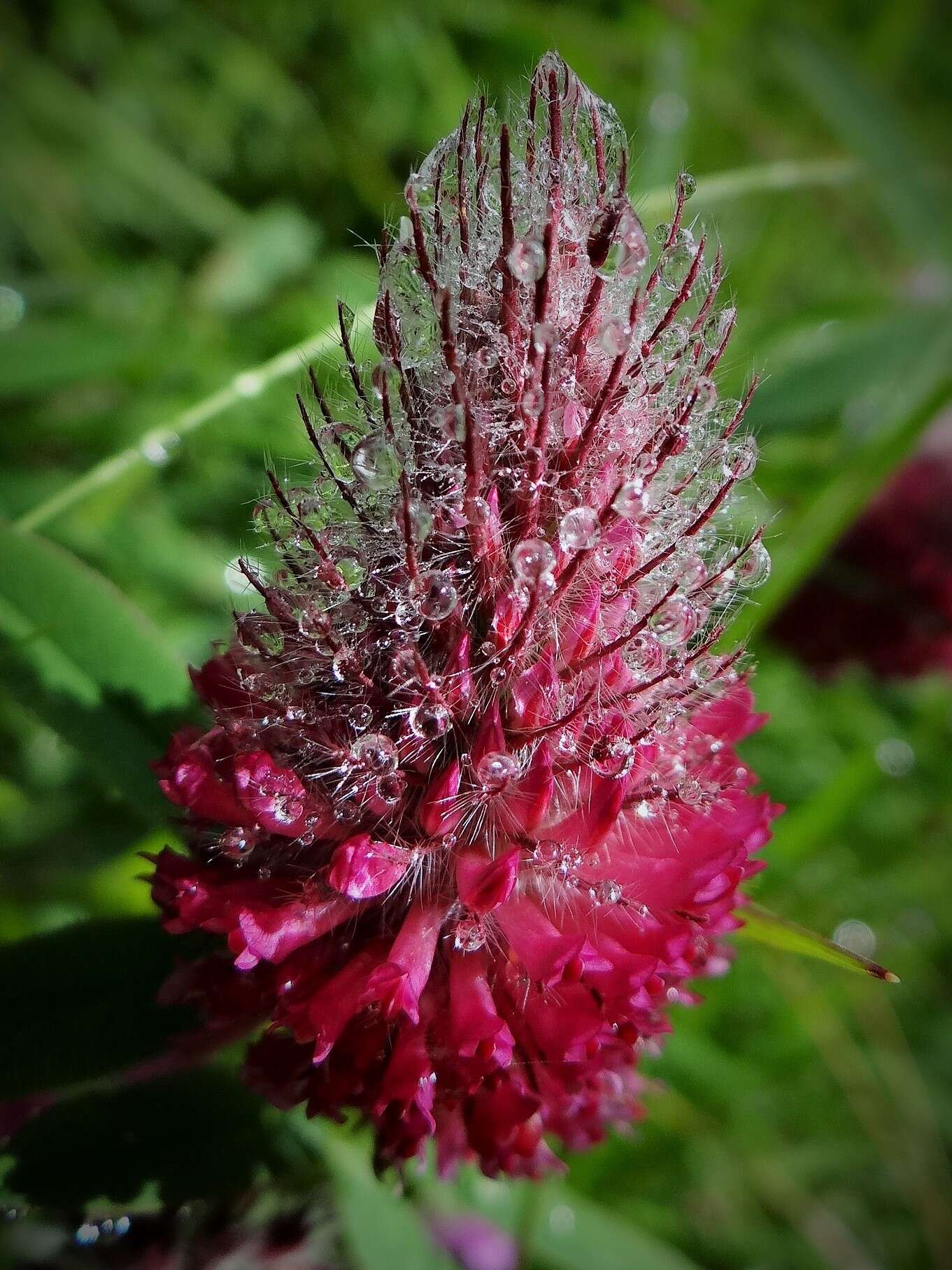 Image of Red Trefoil