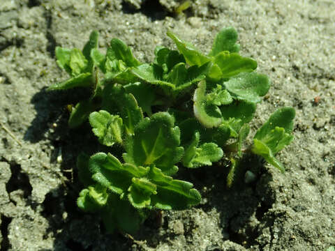 Image of common speedwell