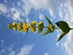 Image of Dotted Loosestrife