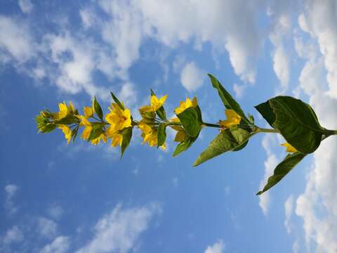 Image of Dotted Loosestrife