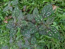 Hypoestes phyllostachya Baker resmi