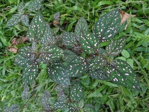 Image of polkadot-plant