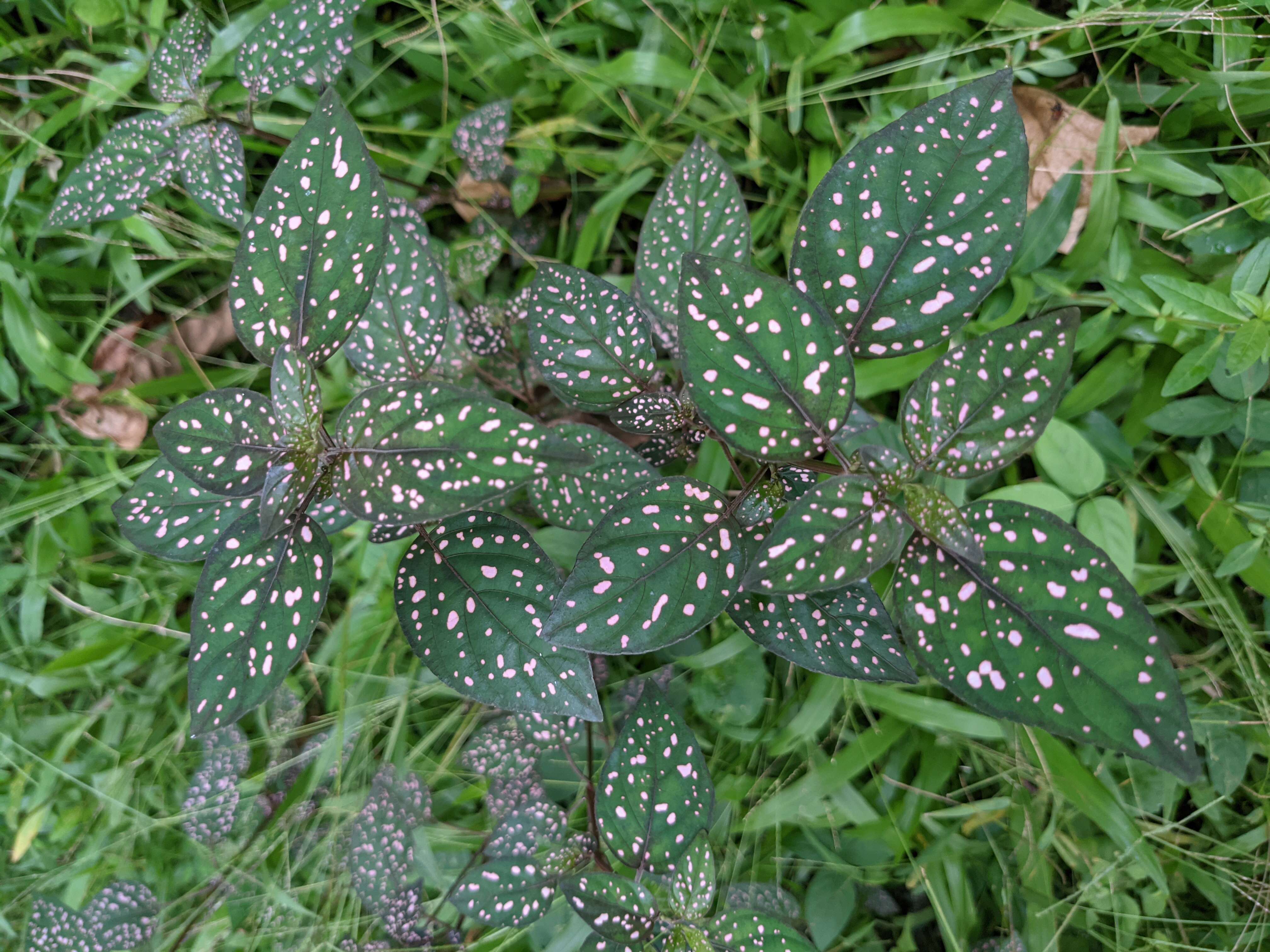 Hypoestes phyllostachya Baker resmi