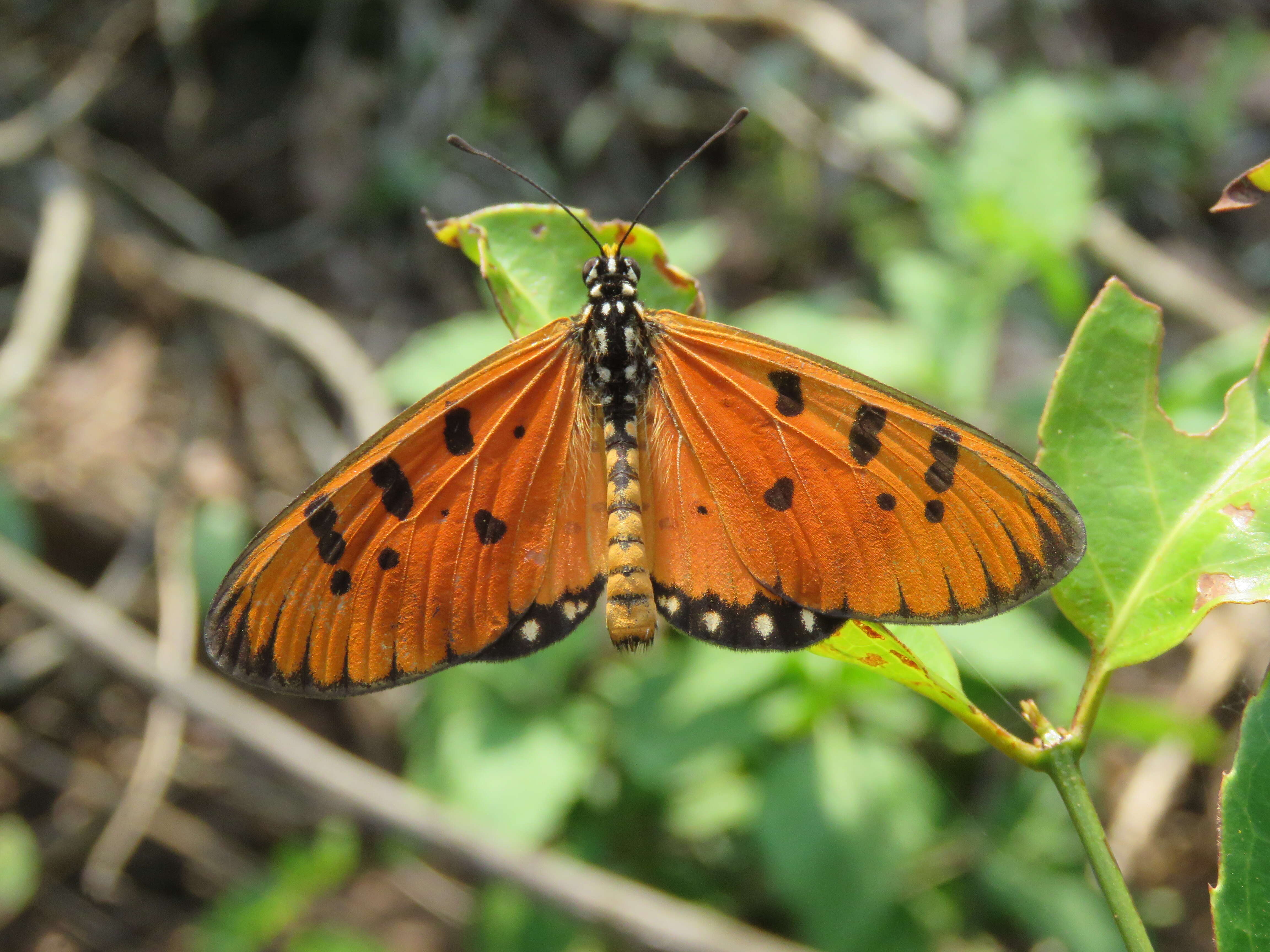 Image of Acraea terpsicore