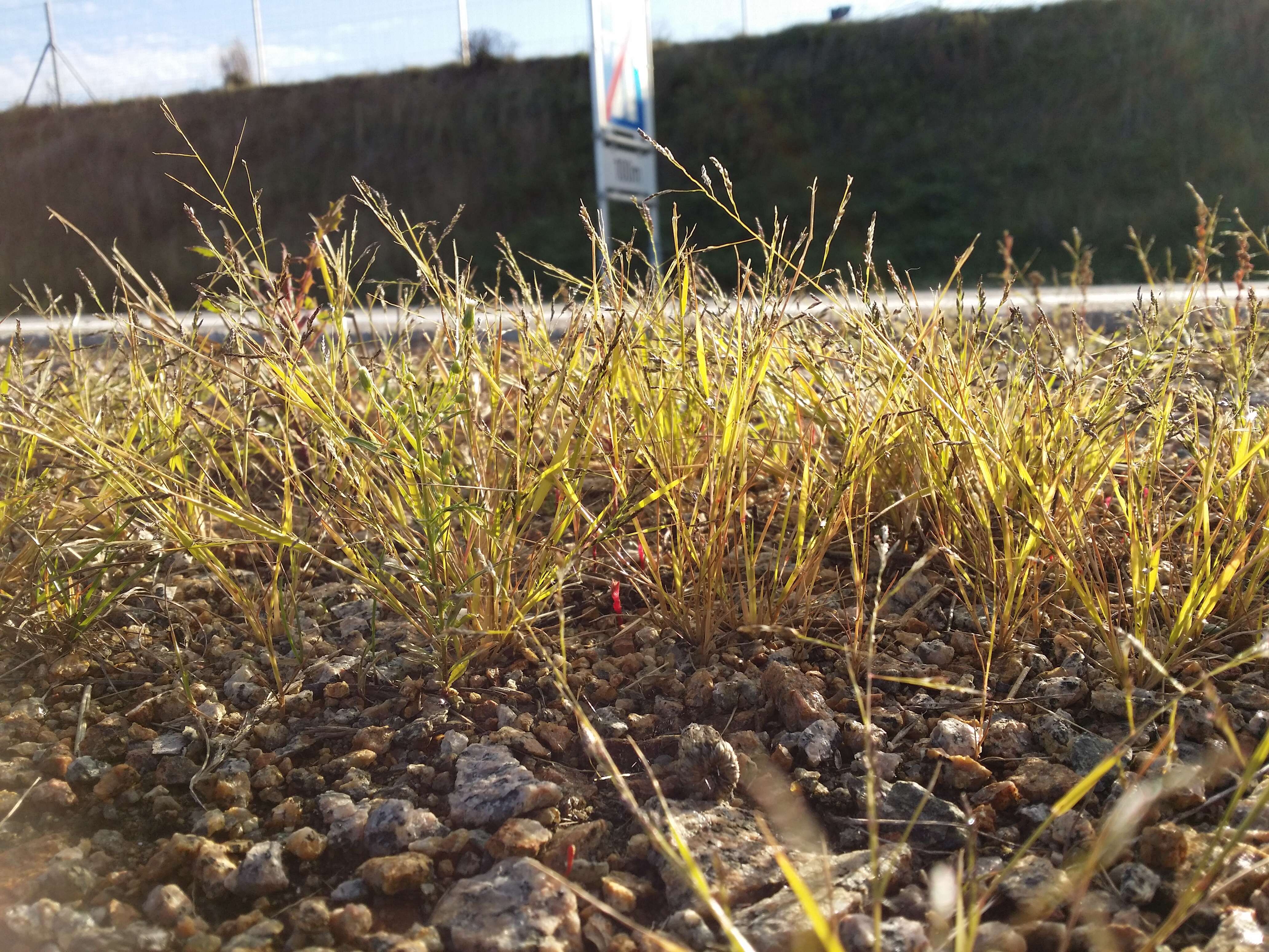 Image of Indian lovegrass