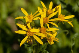 Imagem de Senecio triangularis Hook.