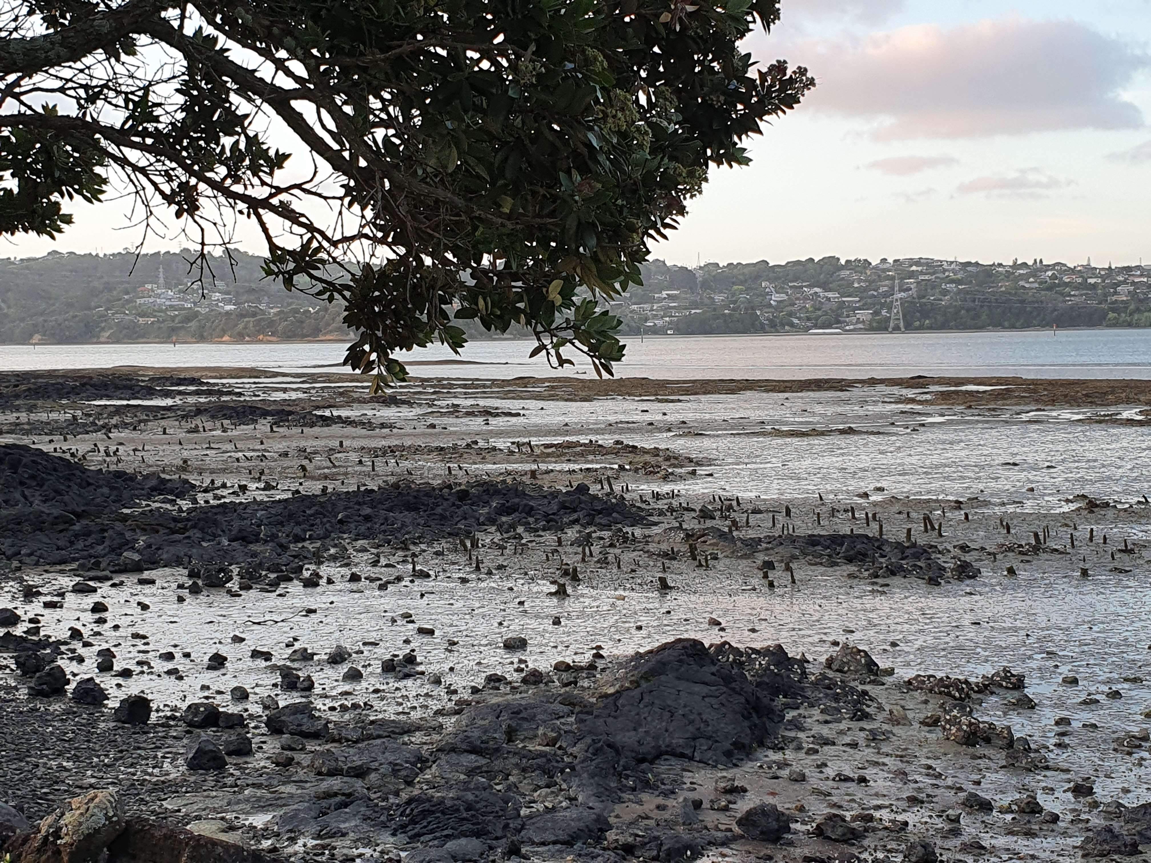 Image of Gray Mangrove