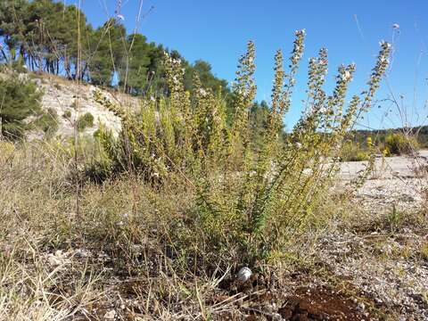 Image of perennial savory