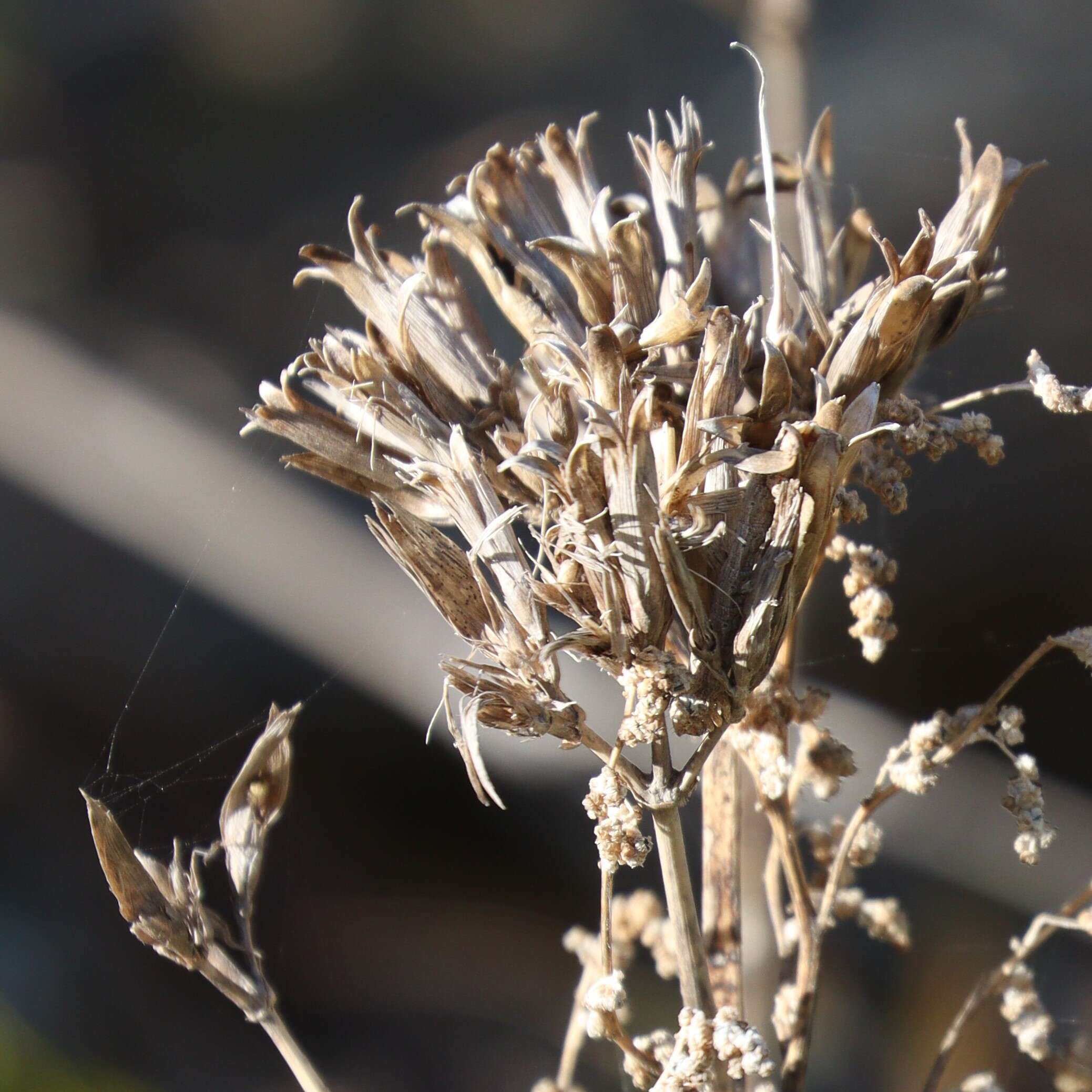 Image of Dianthus japonicus C. P. Thunb. ex A. Murray