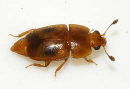 Image of Sap beetle