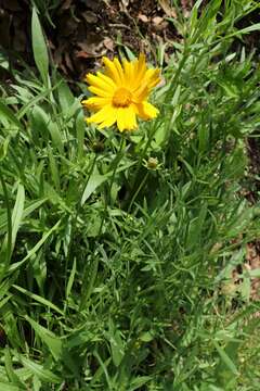 Image of largeflower tickseed