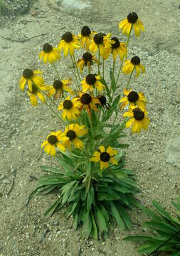 Image of Missouri orange coneflower