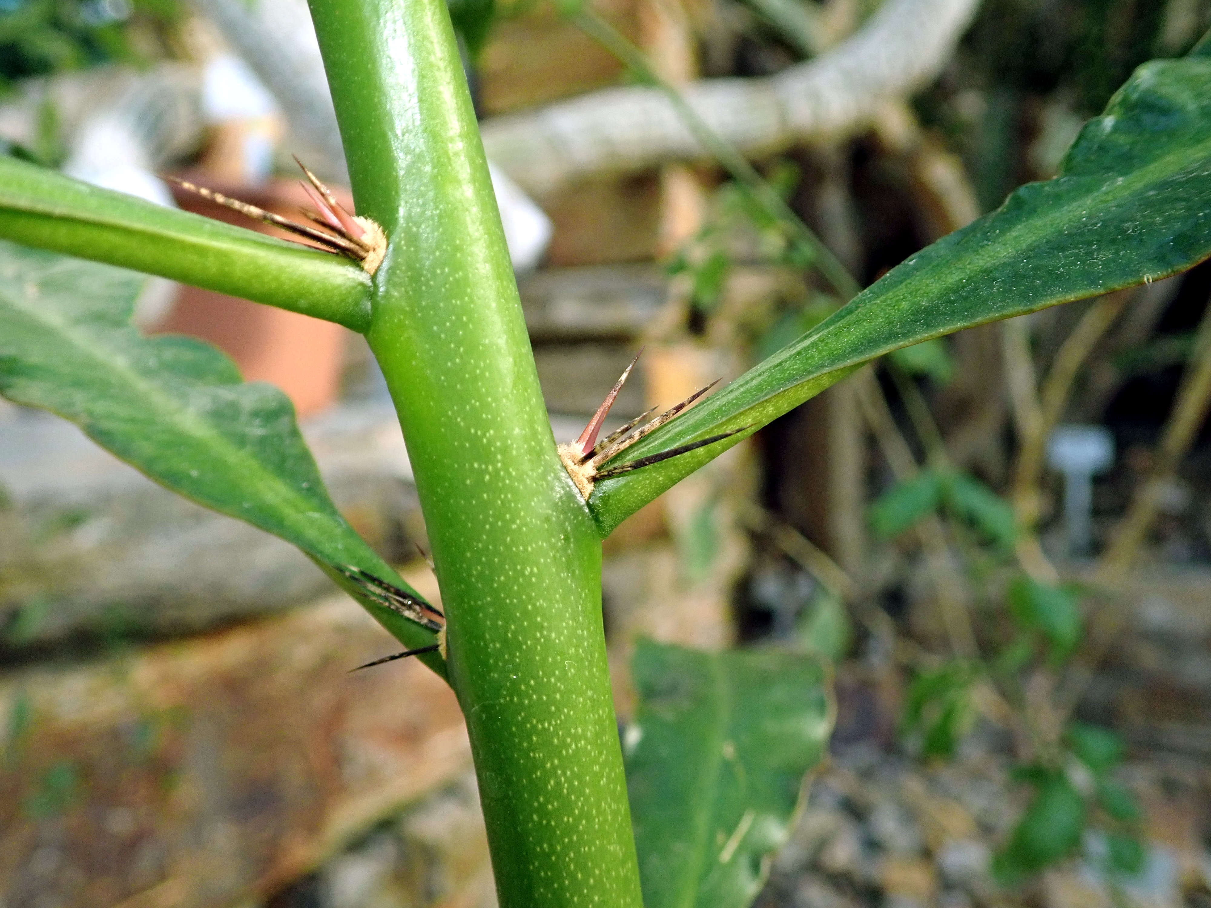 Image of Rose Cactus