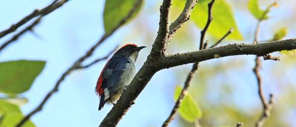 Image of Scarlet-backed Flowerpecker