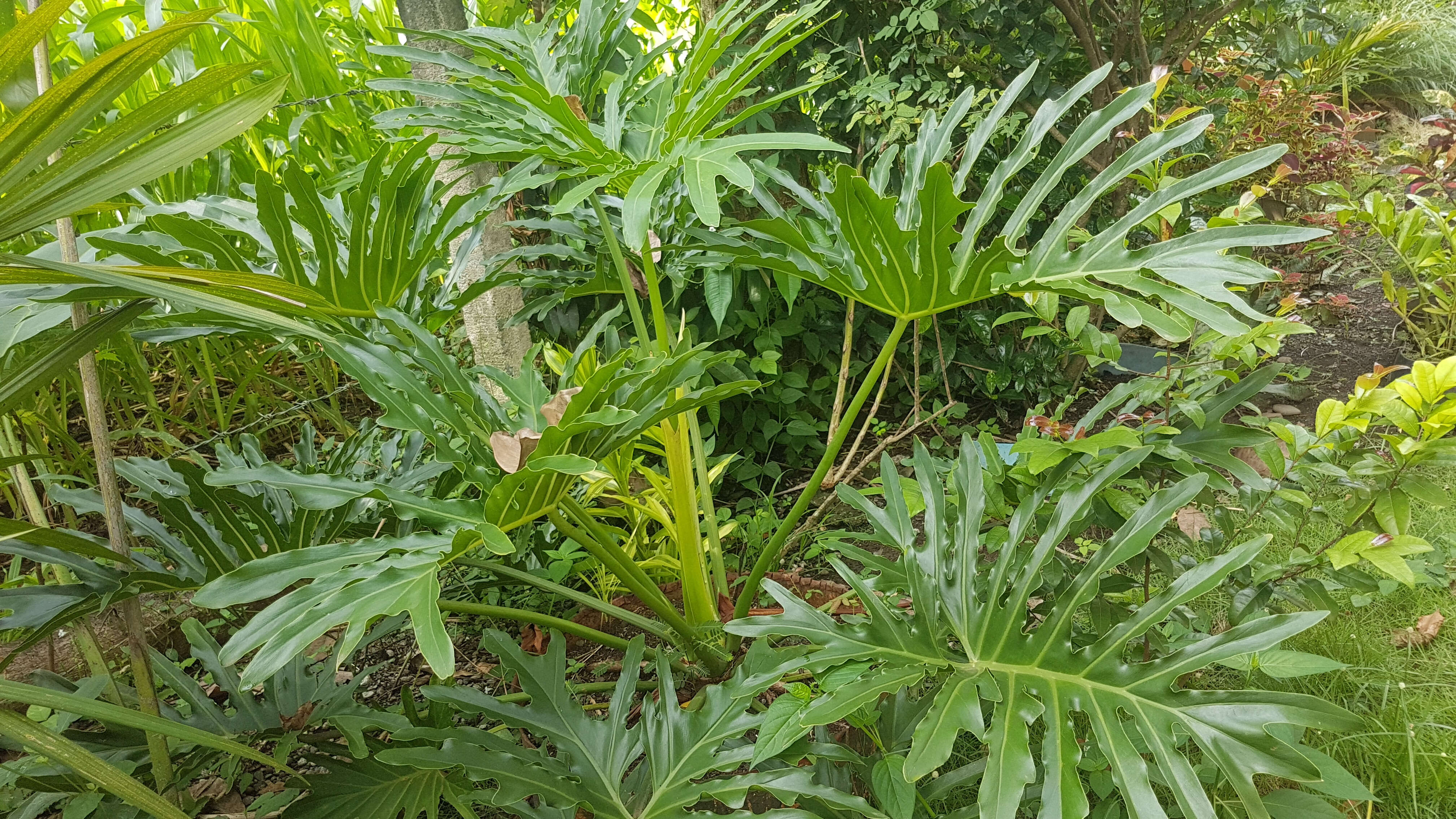 Image of Thaumatophyllum bipinnatifidum