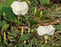 Image of Obscure Morning Glory