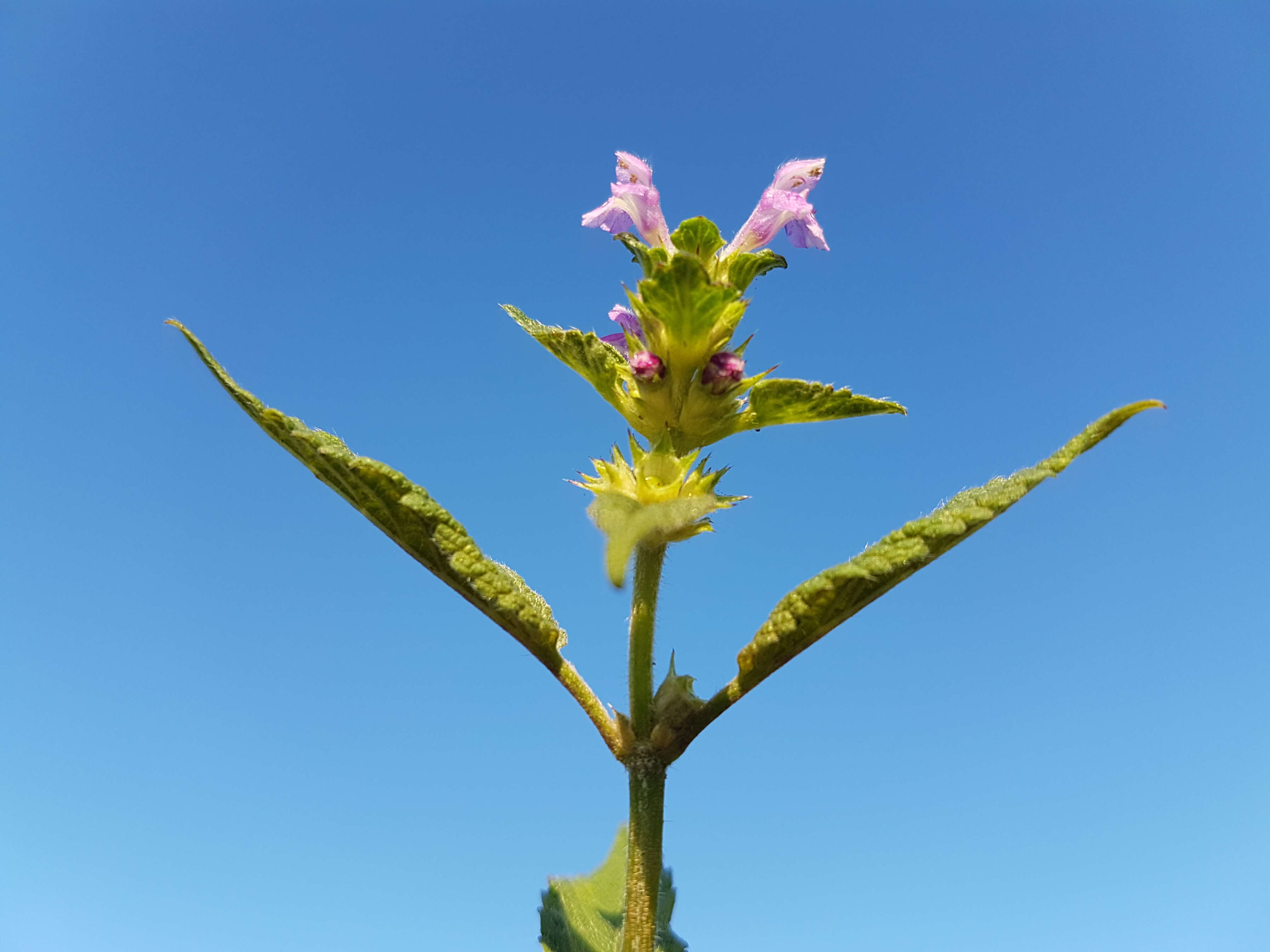 Image of Downy Hemp Nettle