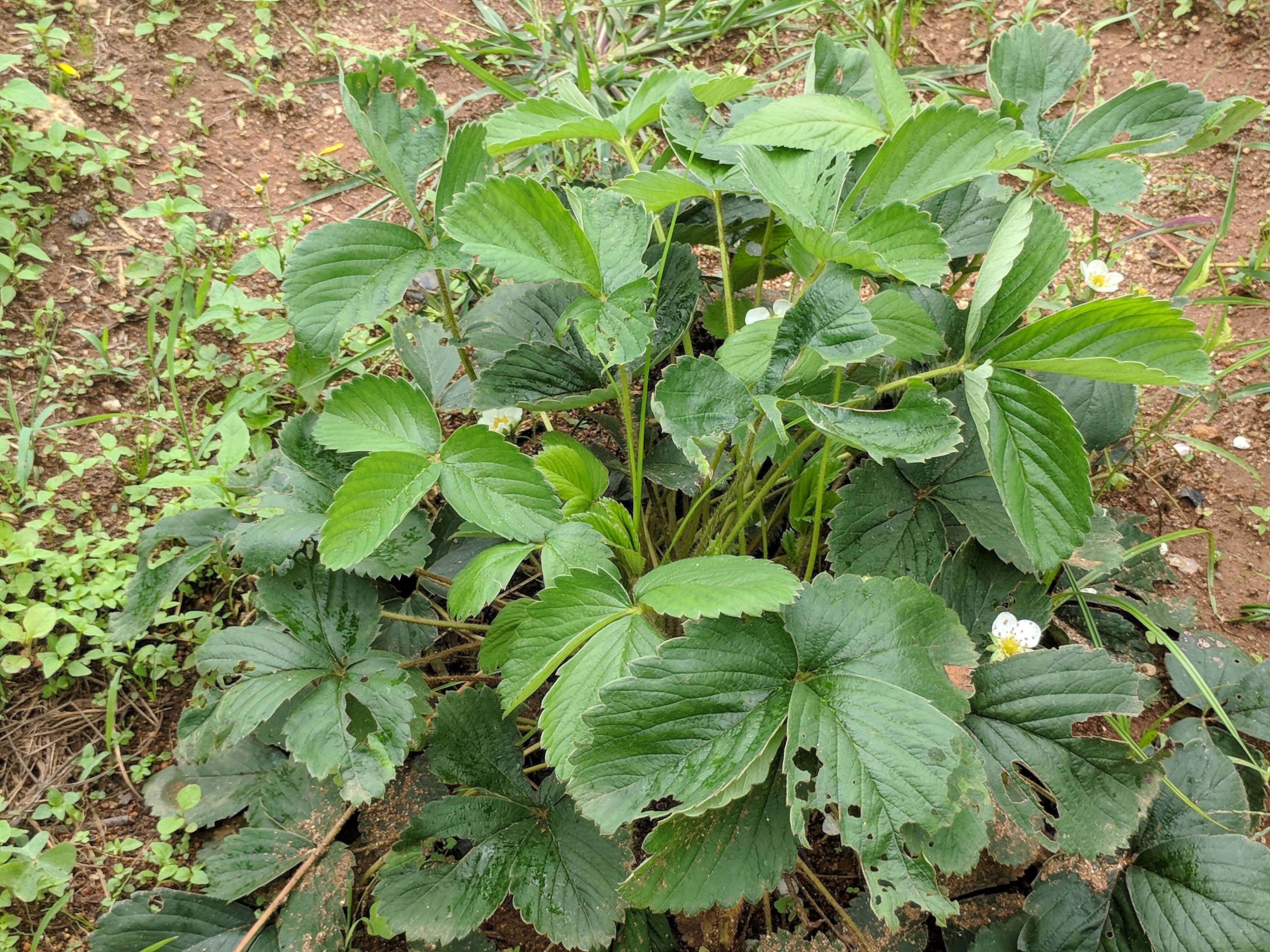 Image of Garden strawberry