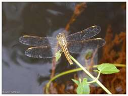 Image of Ditch Jewel