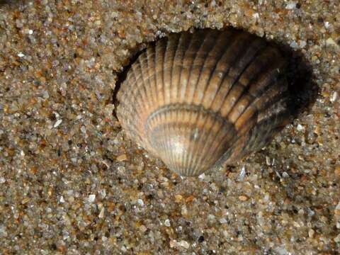 Image of Common cockle