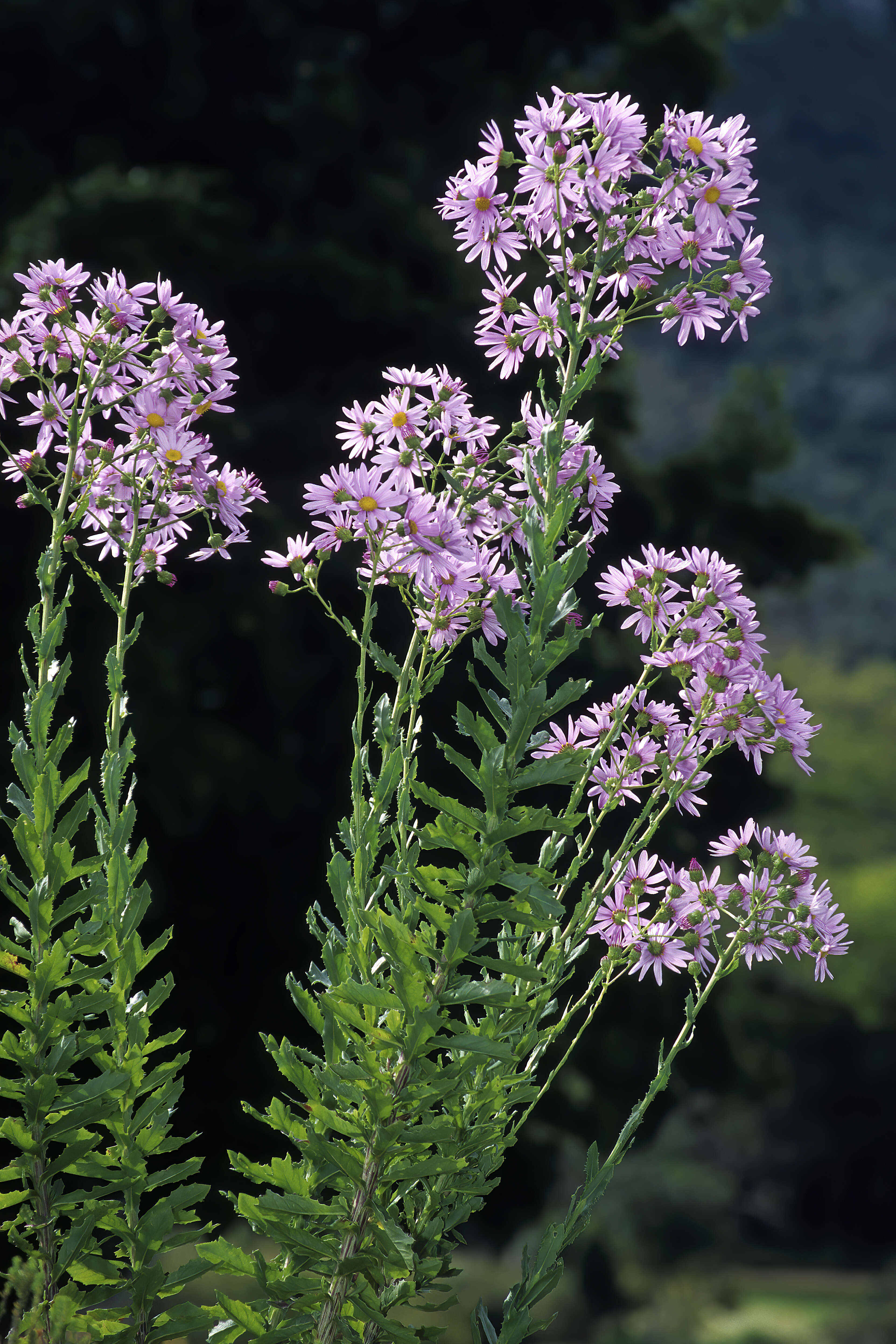 Senecio glastifolius L. fil. resmi