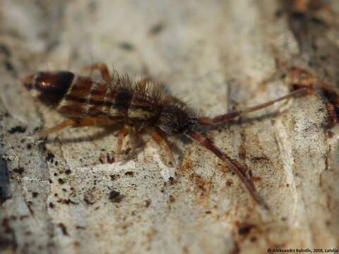 Image de Orchesella flavescens (Bourlet & C 1839)