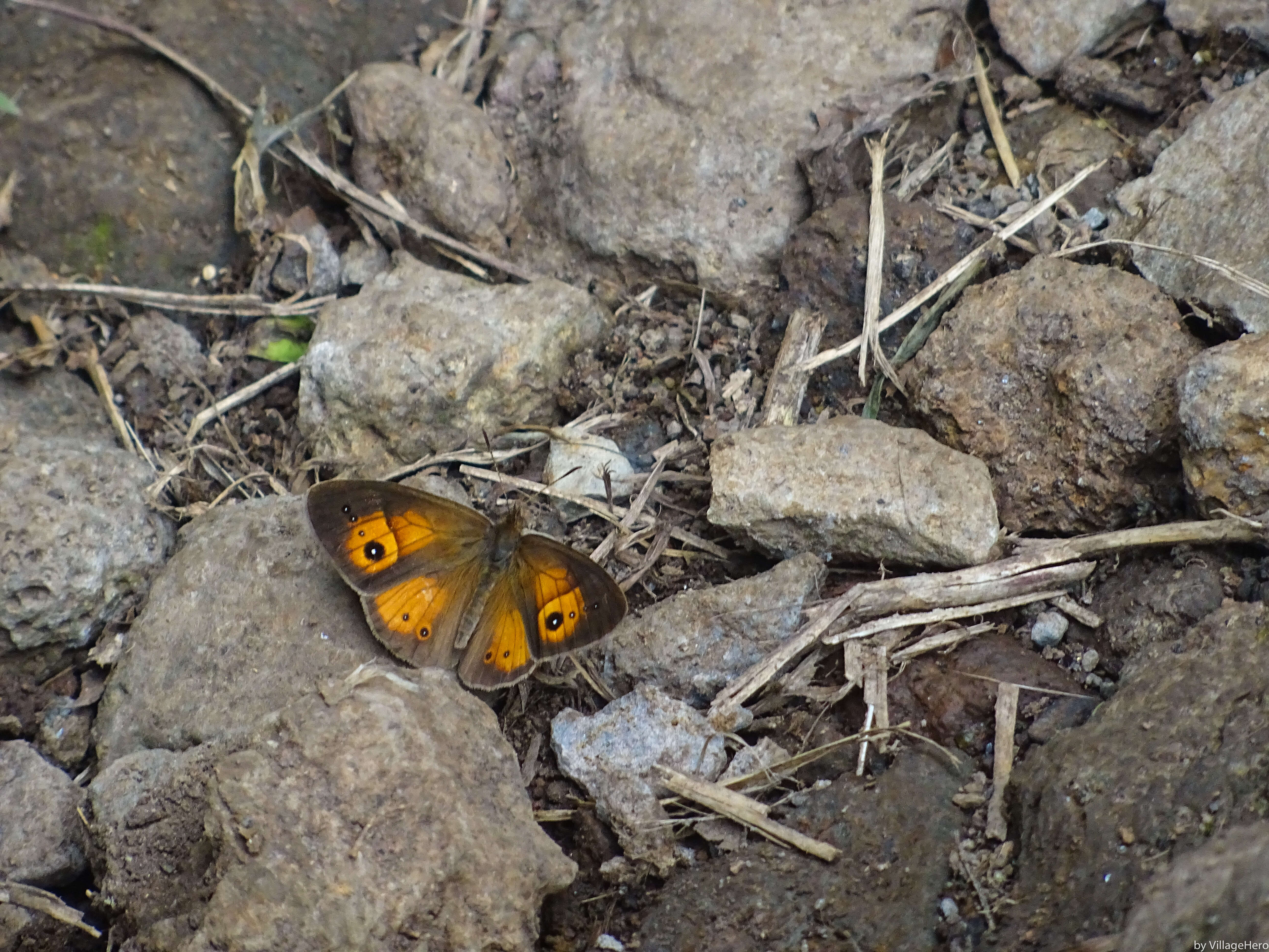 Image of Heteropsis narcissus