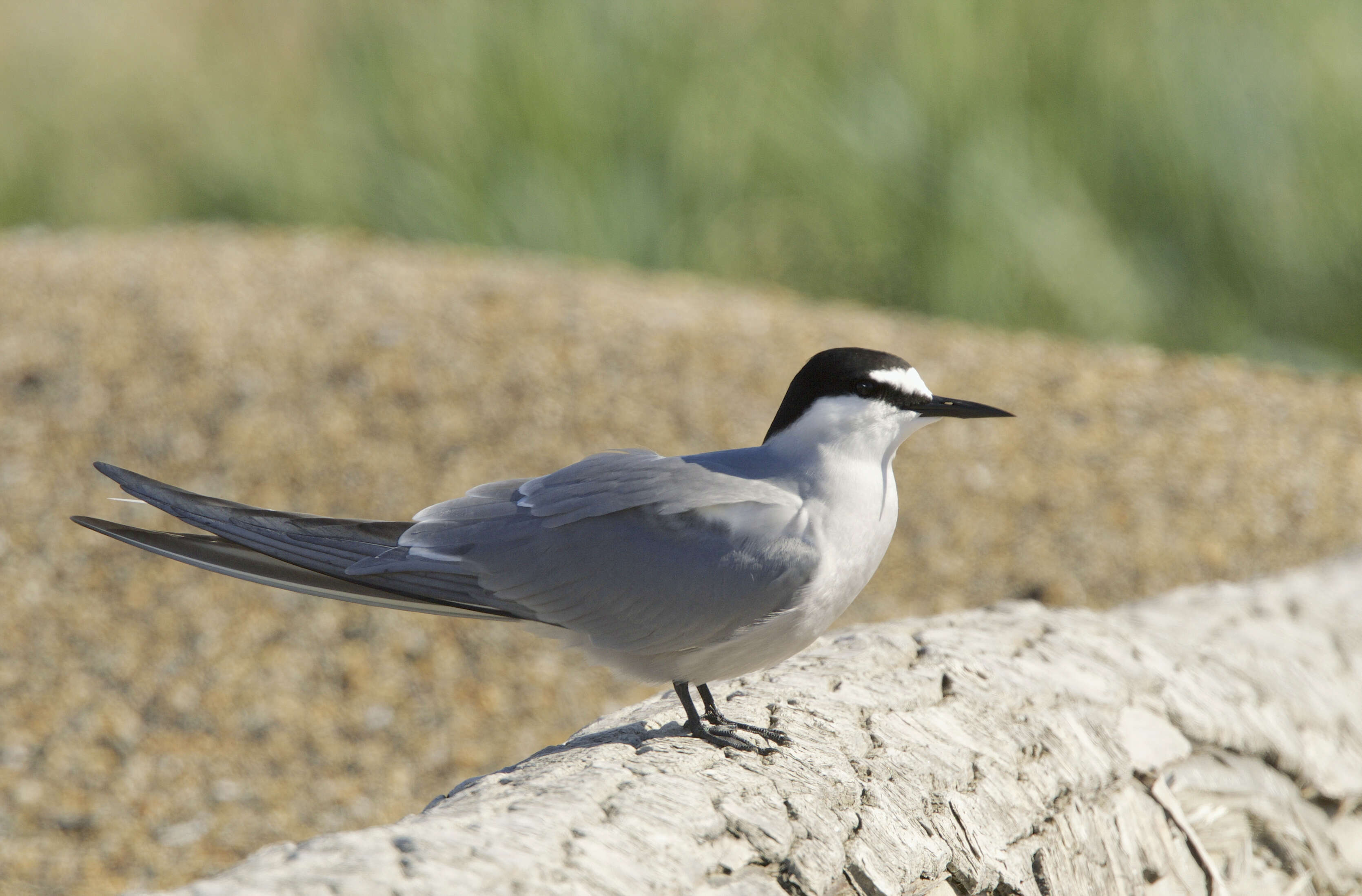 Image of Aleutian Tern