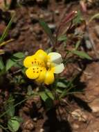 Image of monkeyflowers