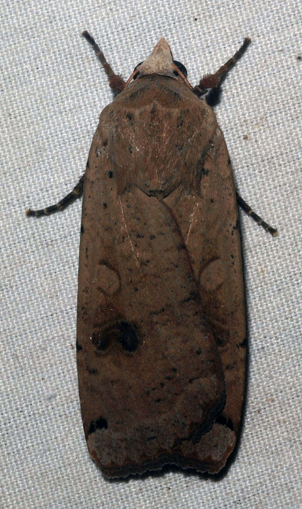 Image of Large Yellow Underwing