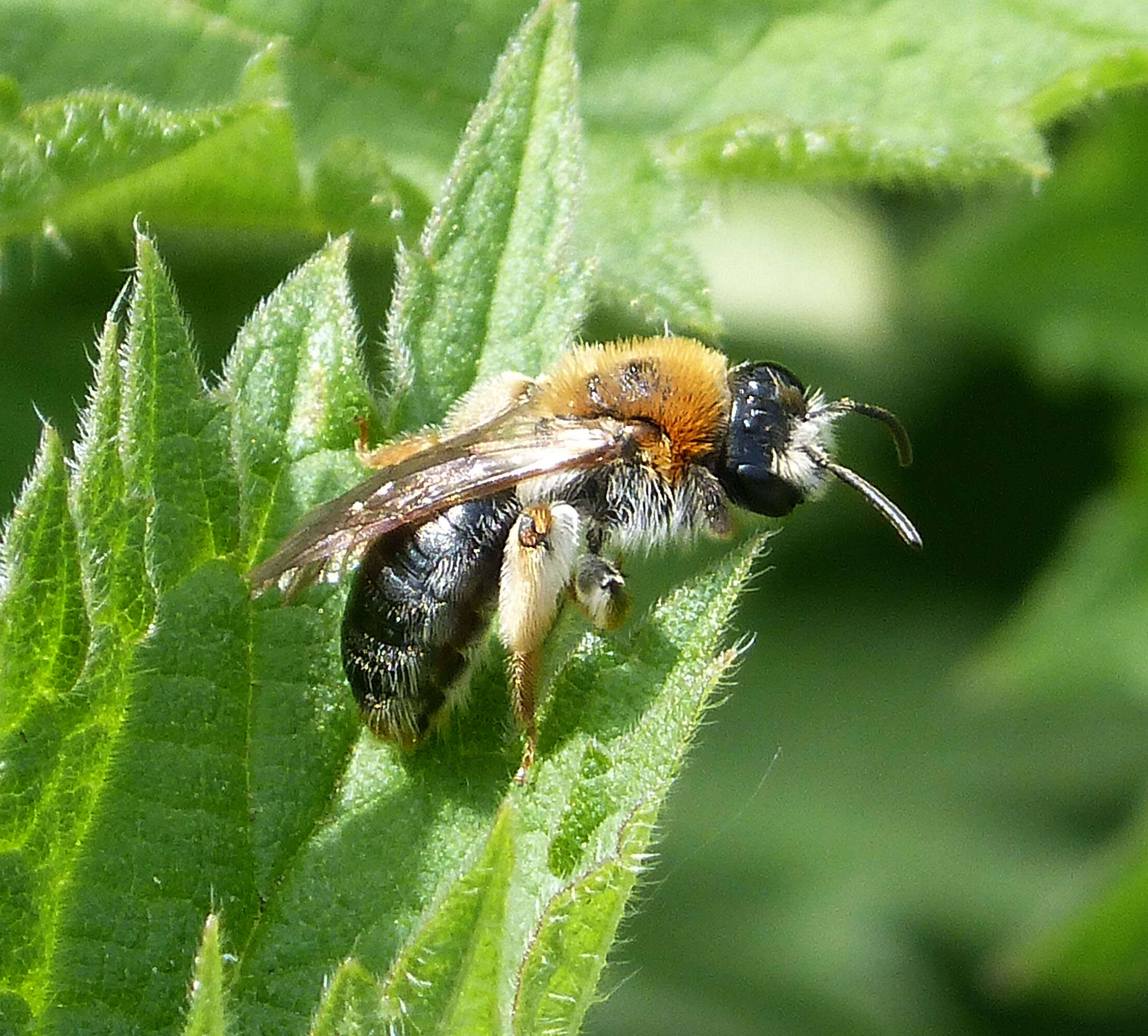 Image of early mining bee