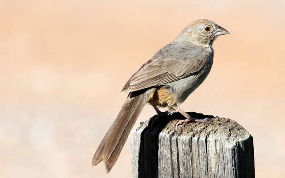 Image of Canyon Towhee