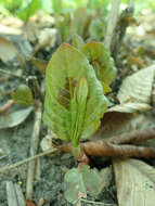 Image de Persicaria virginiana (L.) Gaertner