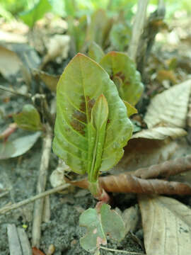 Image de Persicaria virginiana (L.) Gaertner