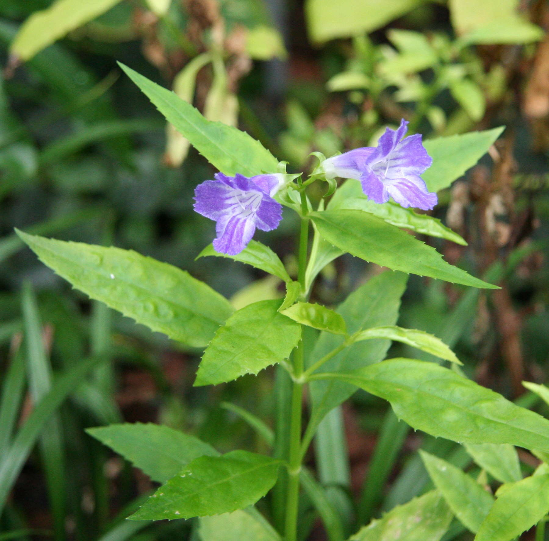 Image of Artanema fimbriatum (Graham) D. Don