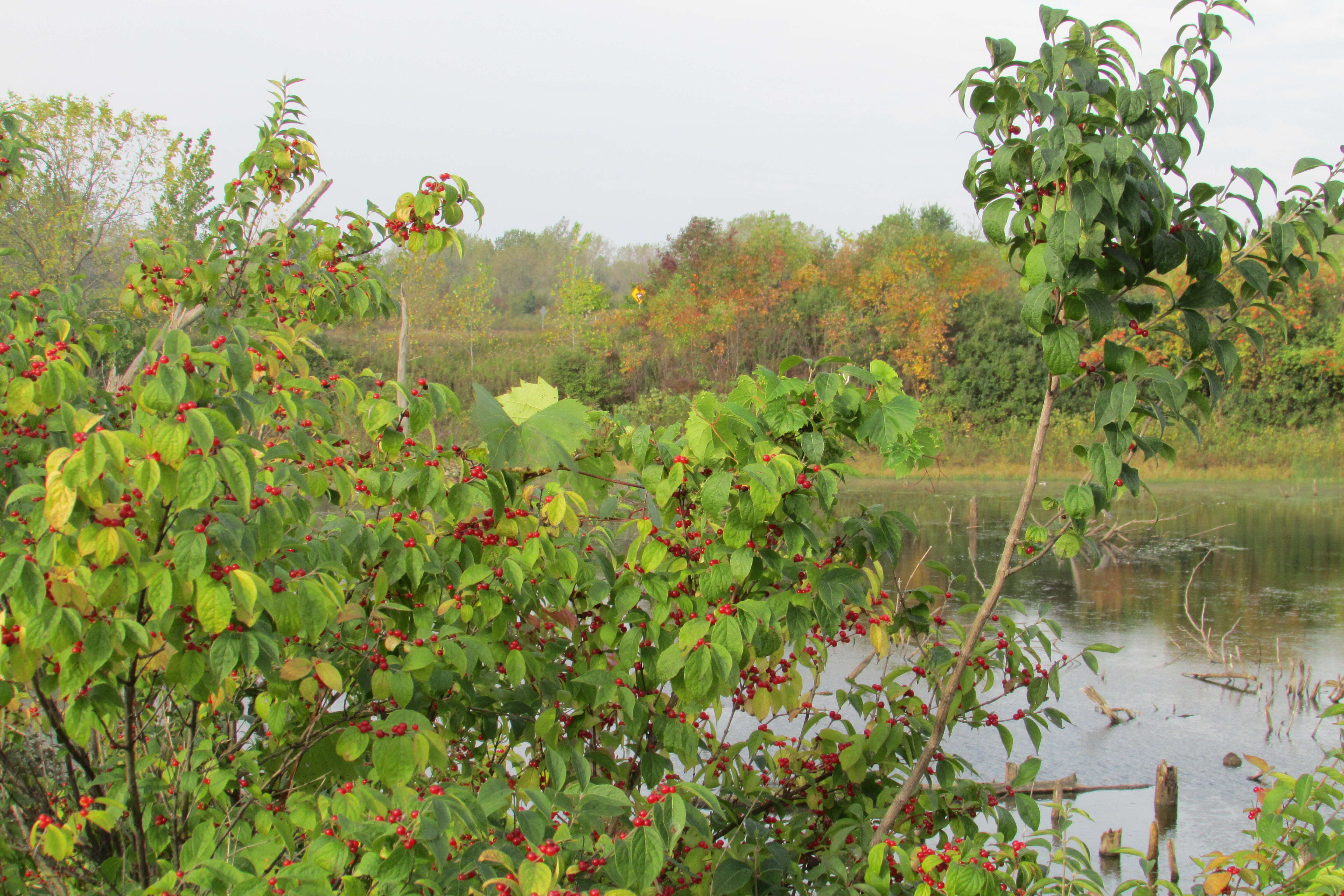 Image of Michigan holly