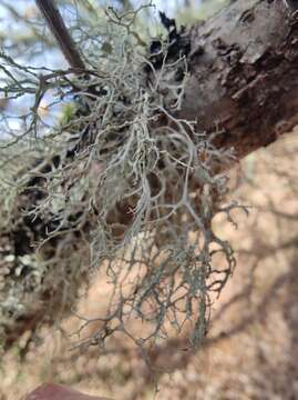 Imagem de Ramalina farinacea (L.) Ach.