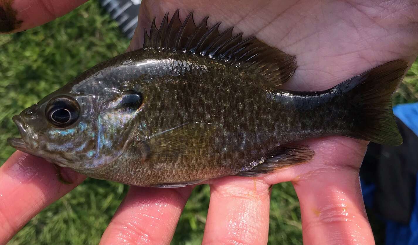 Image of Green Sunfish