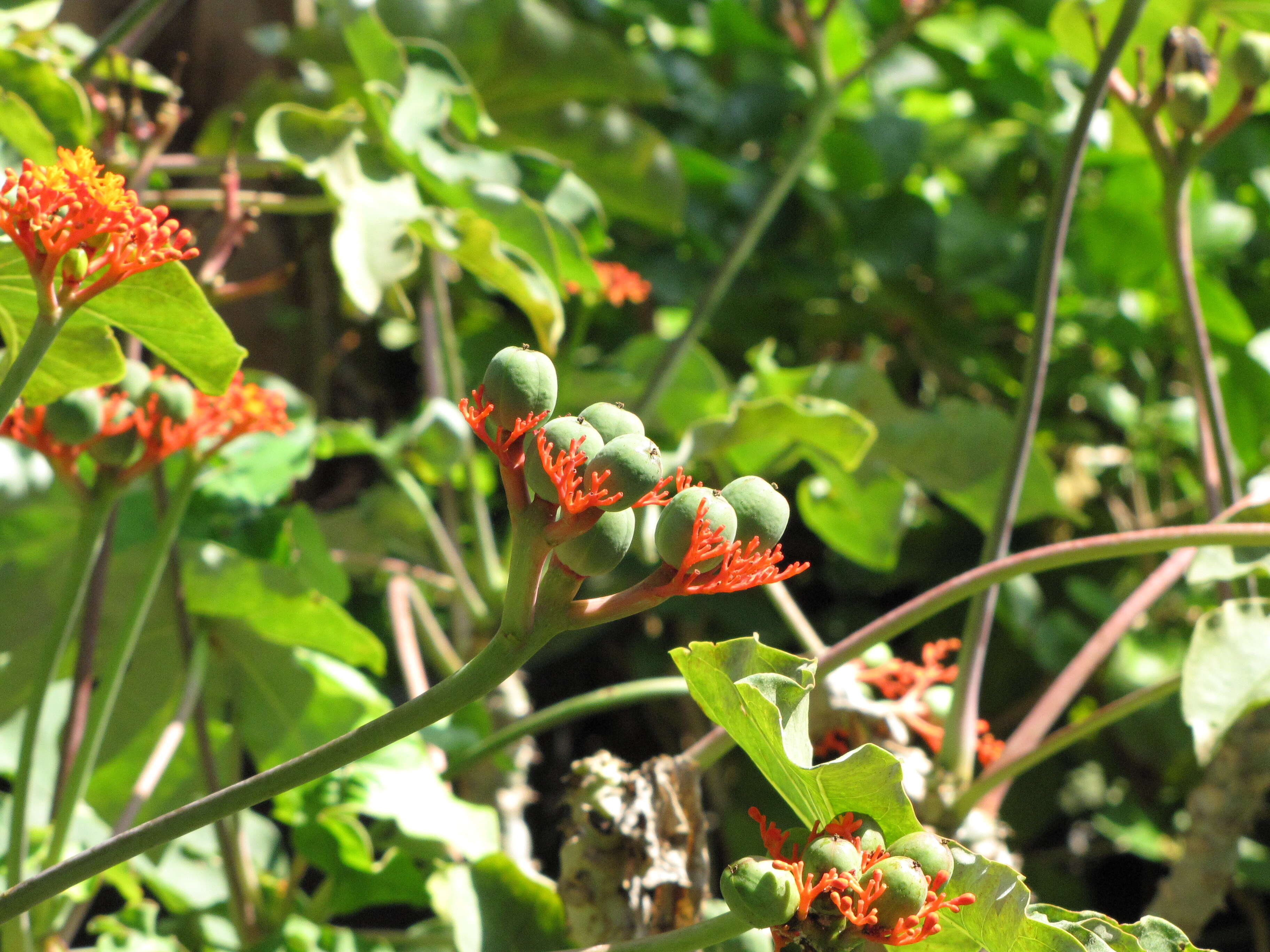 Image of goutystalk nettlespurge