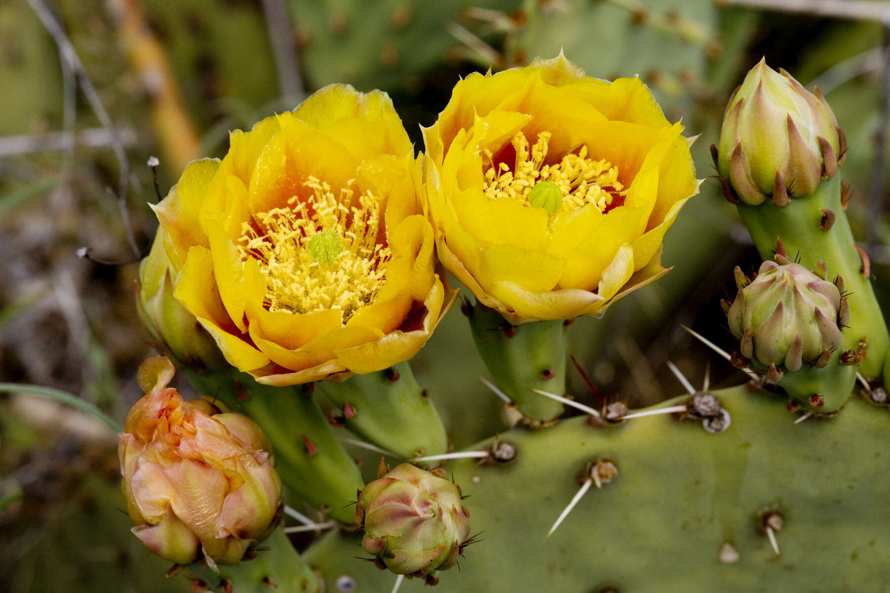 Image of Brownspine Pricklypear