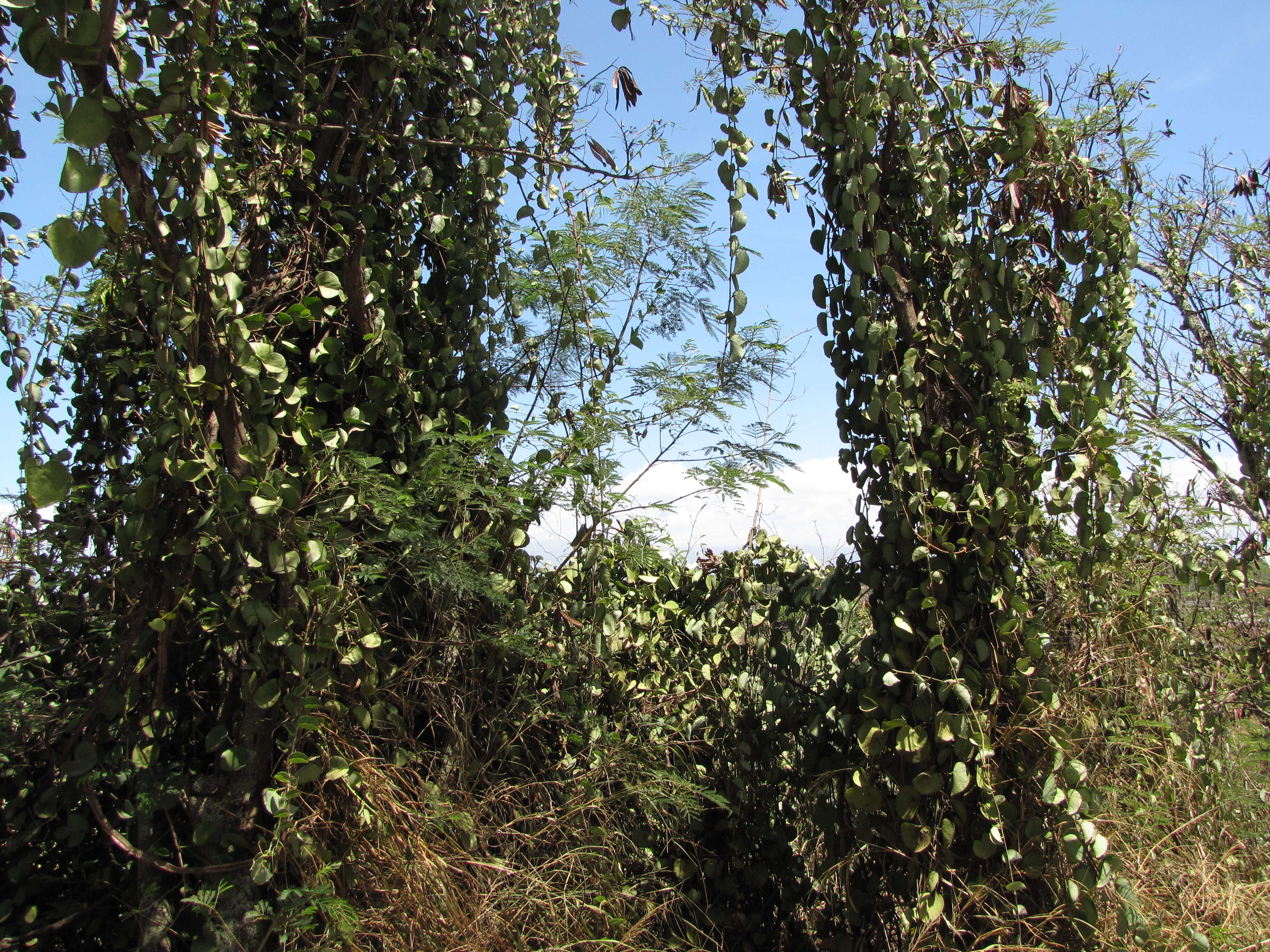 Image of Venezuelan treebine