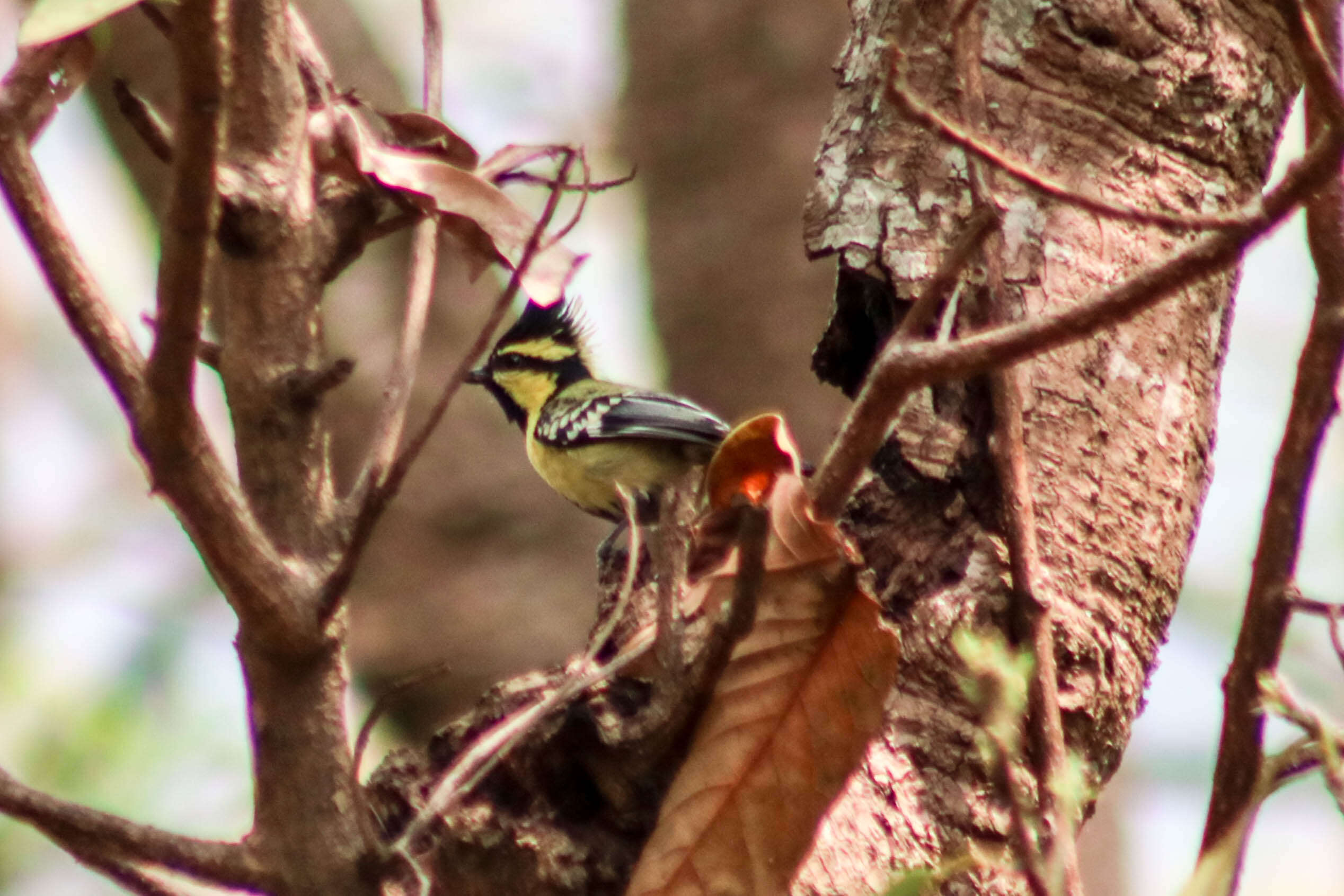 Image of Black-lored Tit